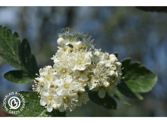 Sorbus hybrida